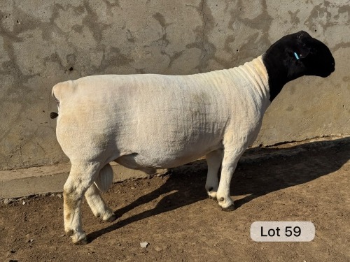LOT 59 1X DORPER FLOCK RAM Leroy Phillips Dorpers