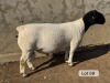 LOT 59 1X DORPER FLOCK RAM Leroy Phillips Dorpers