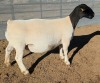 LOT 3 1X DORPER T5 EWE Mickey Phillips & Son