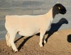 LOT 8 1X DORPER T5 EWE Mickey Phillips & Son