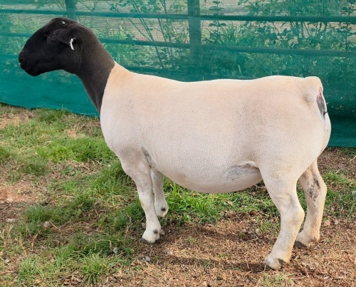 LOT 4 1X DORPER T5 EWE Mickey Phillips & Son
