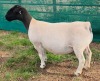 LOT 4 1X DORPER T5 EWE Mickey Phillips & Son