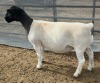 LOT 9 1X DORPER T5 EWE Mickey Phillips & Son