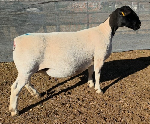 LOT 5 1X DORPER T5 EWE Mickey Phillips & Son