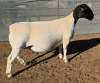 LOT 5 1X DORPER T5 EWE Mickey Phillips & Son