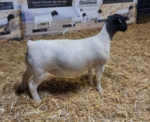 Lot 13 1x DORPER OOI/EWE Mickey Phillips & Son Dorpers TYPE 5