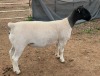 LOT 10 1X DORPER T5 EWE Mickey Phillips & Son