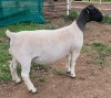 LOT 6 1X DORPER T5 EWE Mickey Phillips & Son