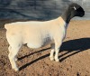 LOT 7 1X DORPER T5 EWE Mickey Phillips & Son