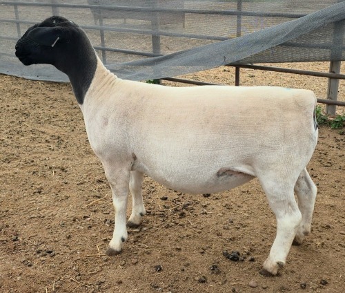 LOT 11 1X DORPER T5 EWE Mickey Phillips & Son