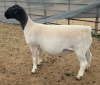 LOT 11 1X DORPER T5 EWE Mickey Phillips & Son