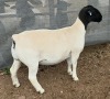 LOT 13 1X DORPER T5 EWE Mickey Phillips & Son