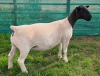 LOT 15 1X DORPER T5 EWE Mickey Phillips & Son