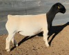 LOT 14 1X DORPER T5 EWE Mickey Phillips & Son