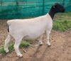 LOT 17 1X DORPER T5 EWE Mickey Phillips & Son