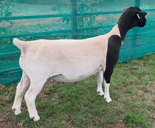 LOT 18 1X DORPER T5 EWE Mickey Phillips & Son