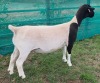 LOT 18 1X DORPER T5 EWE Mickey Phillips & Son