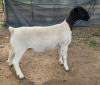 LOT 12 1X DORPER T5 EWE Mickey Phillips & Son