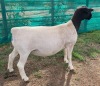 LOT 19 1X DORPER T5 EWE Mickey Phillips & Son