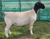 LOT 20A 1X DORPER FLOCK EWE Mickey Phillips & Son