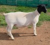 LOT 16 1X DORPER T5 EWE Mickey Phillips & Son