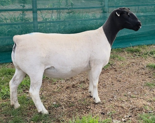 LOT 20B 1X DORPER FLOCK EWE Mickey Phillips & Son