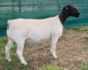LOT 20B 1X DORPER FLOCK EWE Mickey Phillips & Son