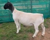 LOT 21B 1X DORPER FLOCK EWE Mickey Phillips & Son