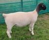 LOT 22 1X DORPER FLOCK EWE Mickey Phillips & Son