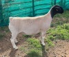 LOT 21A 1X DORPER FLOCK EWE Mickey Phillips & Son