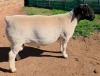 LOT 1 1X DORPER T5 RAM Mickey Phillips & Son