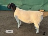LOT 6 1X DORPER T5 RAM Leroy Phillips Dorpers
