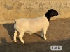 LOT 6 1X DORPER T5 RAM Leroy Phillips Dorpers - 2