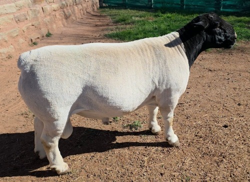 LOT 3 1X DORPER T5 RAM Mickey Phillips & Son