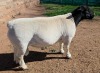 LOT 3 1X DORPER T5 RAM Mickey Phillips & Son
