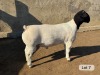 LOT 7 1X DORPER T5 RAM Leroy Phillips Dorpers