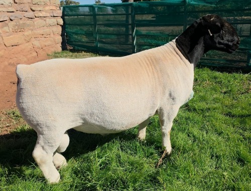 LOT 14 1X DORPER T5 RAM Mickey Phillips & Son