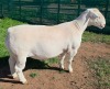 LOT 9 1X WHITE DORPER T5 RAM Mickey Phillips & Son