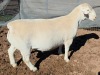 LOT 10 1X WHITE DORPER STUD RAM Mickey Phillips & Son