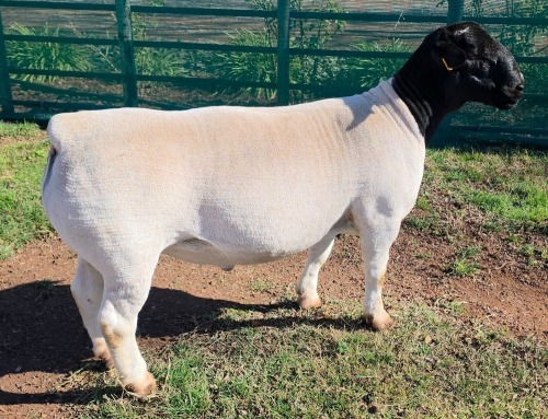 LOT 15 1X DORPER T5 RAM Mickey Phillips & Son