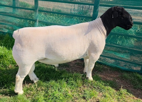 LOT 16 1X DORPER T5 RAM Mickey Phillips & Son