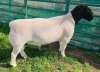 LOT 16 1X DORPER T5 RAM Mickey Phillips & Son