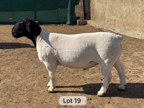 LOT 19 1X DORPER T5 RAM Leroy Phillips Dorpers