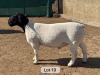 LOT 19 1X DORPER T5 RAM Leroy Phillips Dorpers