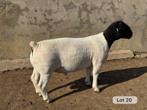LOT 20 1X DORPER T5 RAM Leroy Phillips Dorpers