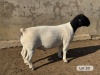 LOT 20 1X DORPER T5 RAM Leroy Phillips Dorpers
