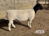 LOT 21 1X DORPER T5 RAM Leroy Phillips Dorpers