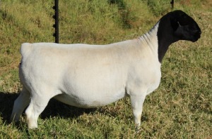 Lot 32 1x DORPER OOI/EWE Mickey Phillips & Son Dorpers TYPE 5