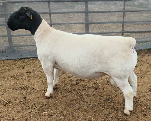 LOT 22 1X DORPER T5 RAM Mickey Phillips & Son