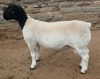 LOT 30 1X DORPER T5 RAM Mickey Phillips & Son